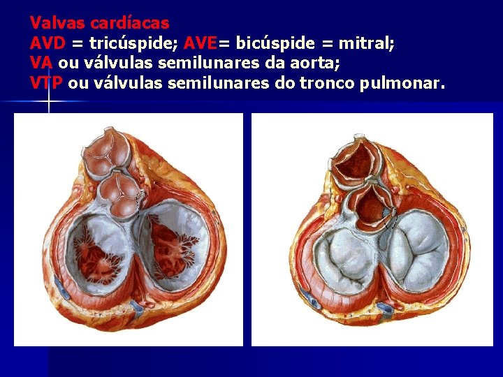 Valvas cardíacas AVD = tricúspide; AVE= bicúspide = mitral; VA ou válvulas semilunares da