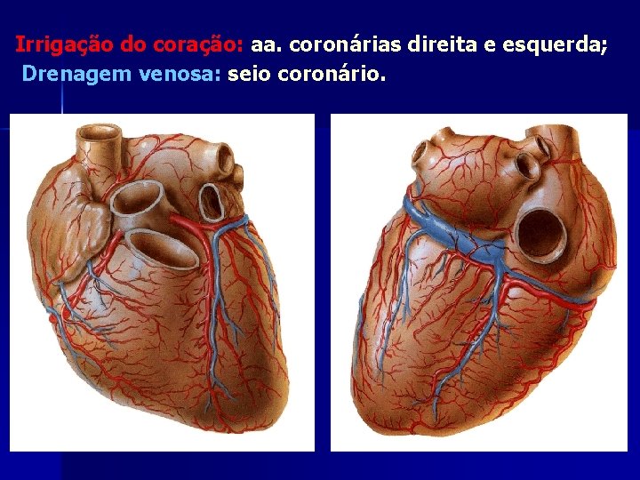 Irrigação do coração: aa. coronárias direita e esquerda; Drenagem venosa: seio coronário. 