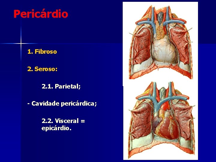 Pericárdio 1. Fibroso 2. Seroso: 2. 1. Parietal; - Cavidade pericárdica; 2. 2. Visceral