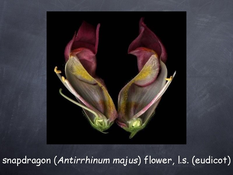 snapdragon (Antirrhinum majus) flower, l. s. (eudicot) 