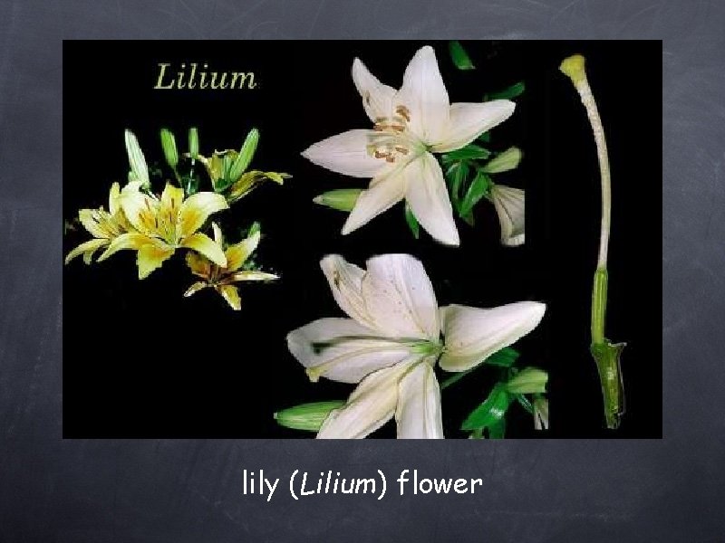 lily (Lilium) flower 