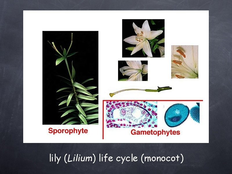 lily (Lilium) life cycle (monocot) 