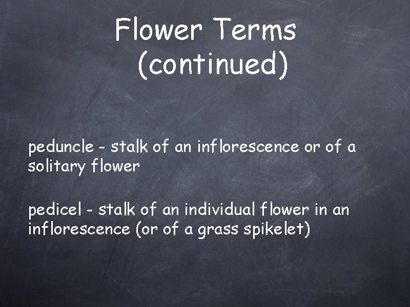 Flower Terms (continued) peduncle - stalk of an inflorescence or of a solitary flower