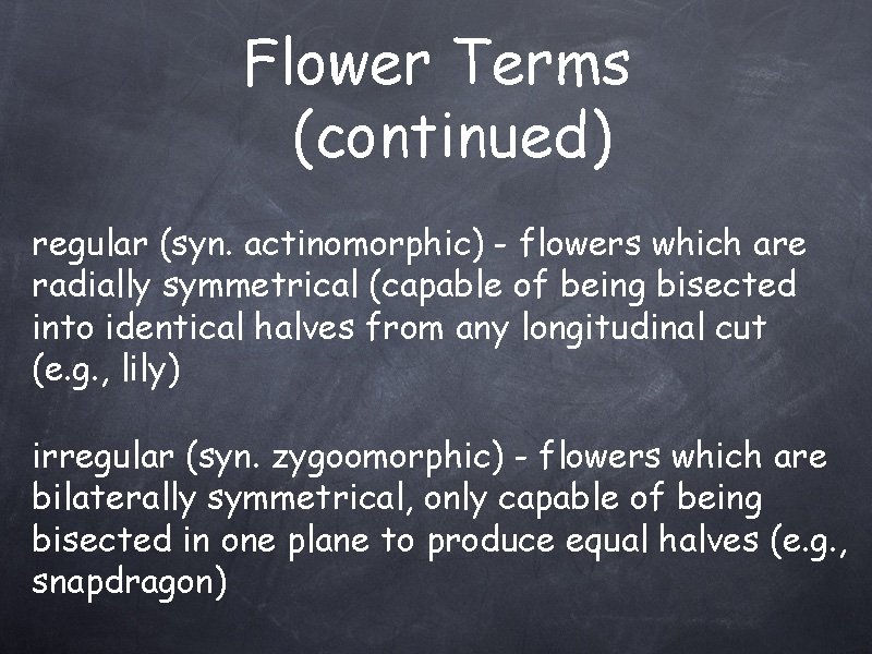 Flower Terms (continued) regular (syn. actinomorphic) - flowers which are radially symmetrical (capable of