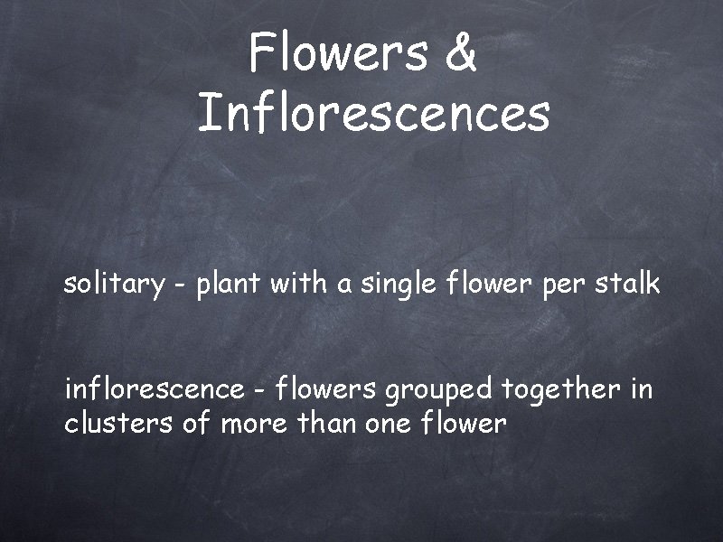 Flowers & Inflorescences solitary - plant with a single flower per stalk inflorescence -