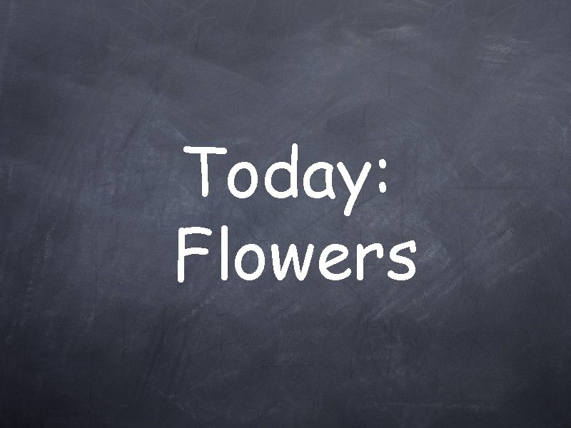 Today: Flowers 
