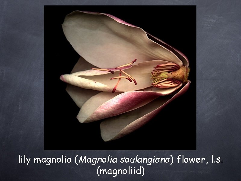 lily magnolia (Magnolia soulangiana) flower, l. s. (magnoliid) 