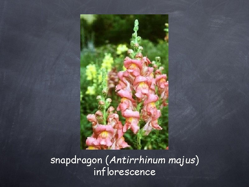 snapdragon (Antirrhinum majus) inflorescence 