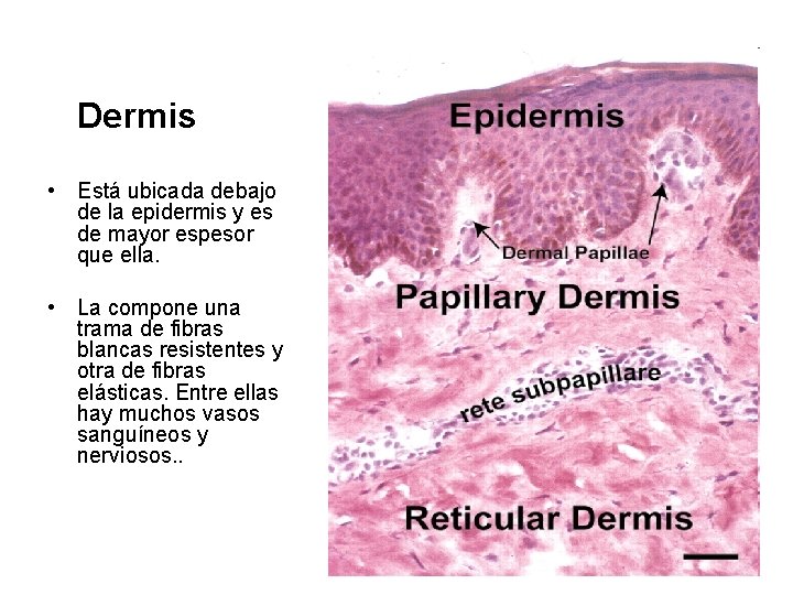 Dermis • Está ubicada debajo de la epidermis y es de mayor espesor que