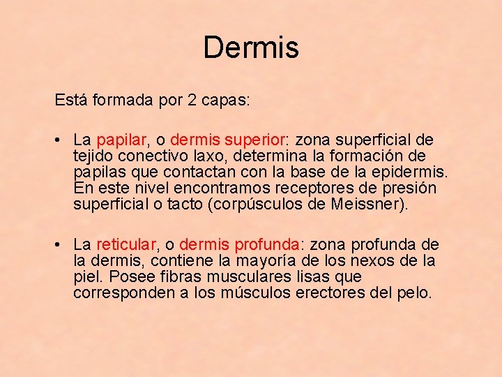 Dermis Está formada por 2 capas: • La papilar, o dermis superior: zona superficial