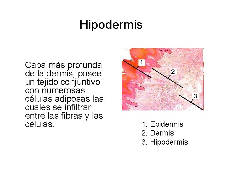 Hipodermis Capa más profunda de la dermis, posee un tejido conjuntivo con numerosas células
