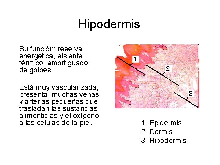 Hipodermis Su función: reserva energética, aislante térmico, amortiguador de golpes. Está muy vascularizada, presenta