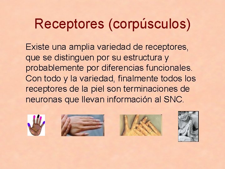 Receptores (corpúsculos) Existe una amplia variedad de receptores, que se distinguen por su estructura