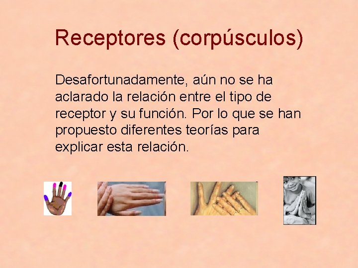 Receptores (corpúsculos) Desafortunadamente, aún no se ha aclarado la relación entre el tipo de