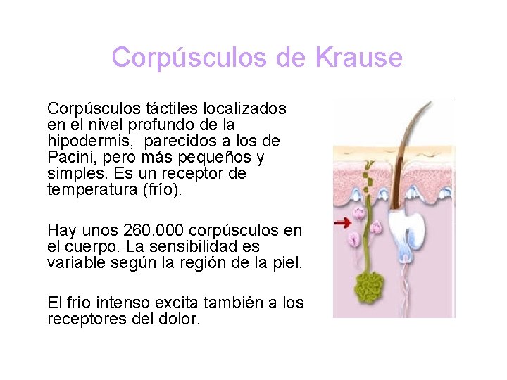 Corpúsculos de Krause Corpúsculos táctiles localizados en el nivel profundo de la hipodermis, parecidos