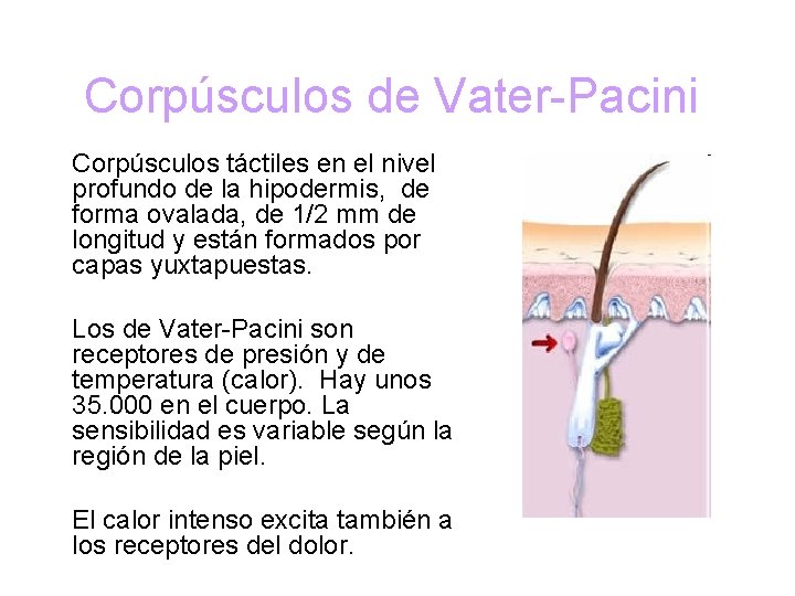 Corpúsculos de Vater-Pacini Corpúsculos táctiles en el nivel profundo de la hipodermis, de forma
