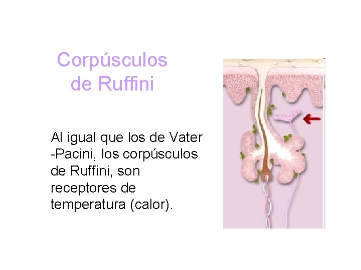 Corpúsculos de Ruffini Al igual que los de Vater -Pacini, los corpúsculos de Ruffini,