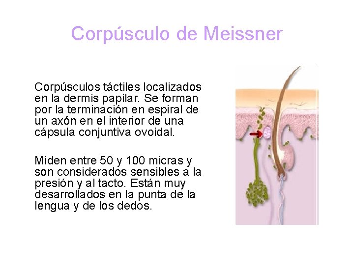Corpúsculo de Meissner Corpúsculos táctiles localizados en la dermis papilar. Se forman por la