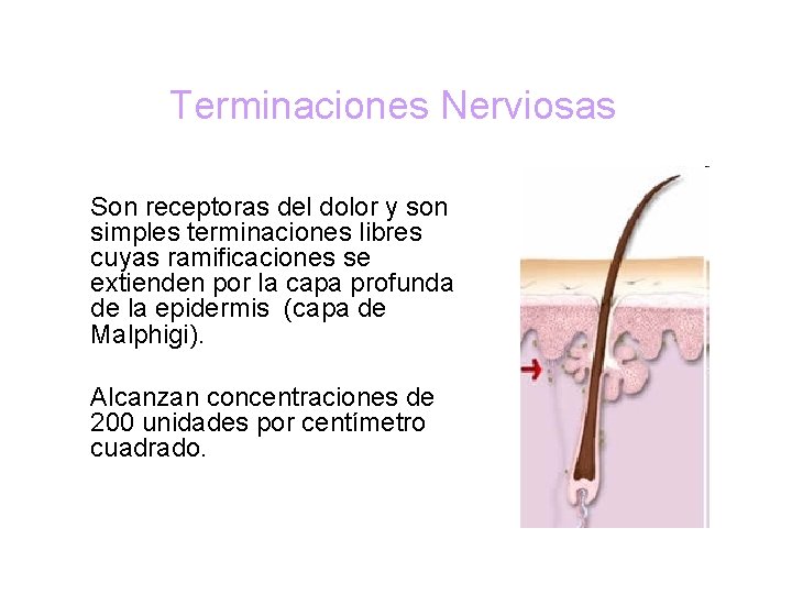 Terminaciones Nerviosas Son receptoras del dolor y son simples terminaciones libres cuyas ramificaciones se
