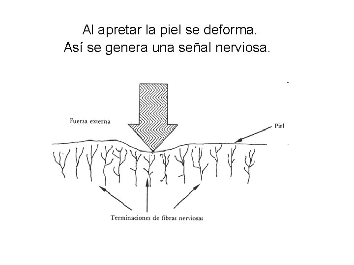 Al apretar la piel se deforma. Así se genera una señal nerviosa. 