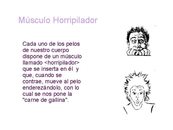 Músculo Horripilador Cada uno de los pelos de nuestro cuerpo dispone de un músculo
