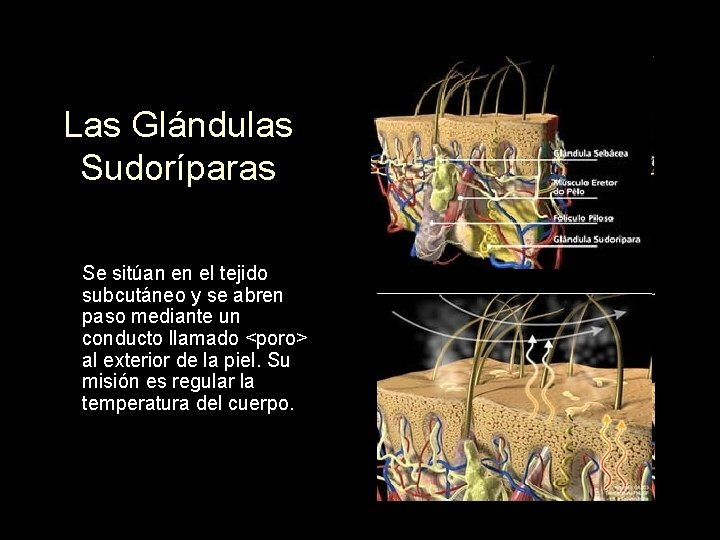 Las Glándulas Sudoríparas Se sitúan en el tejido subcutáneo y se abren paso mediante