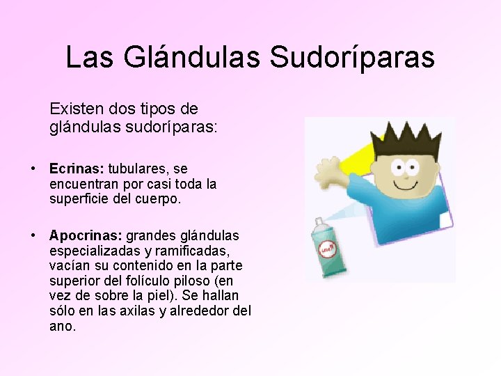 Las Glándulas Sudoríparas Existen dos tipos de glándulas sudoríparas: • Ecrinas: tubulares, se encuentran
