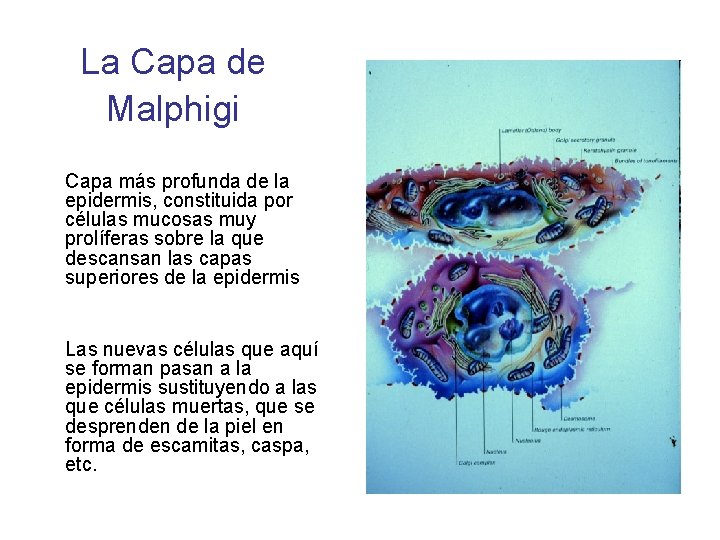 La Capa de Malphigi Capa más profunda de la epidermis, constituida por células mucosas