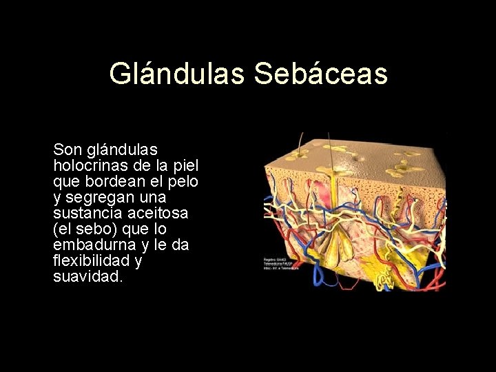 Glándulas Sebáceas Son glándulas holocrinas de la piel que bordean el pelo y segregan