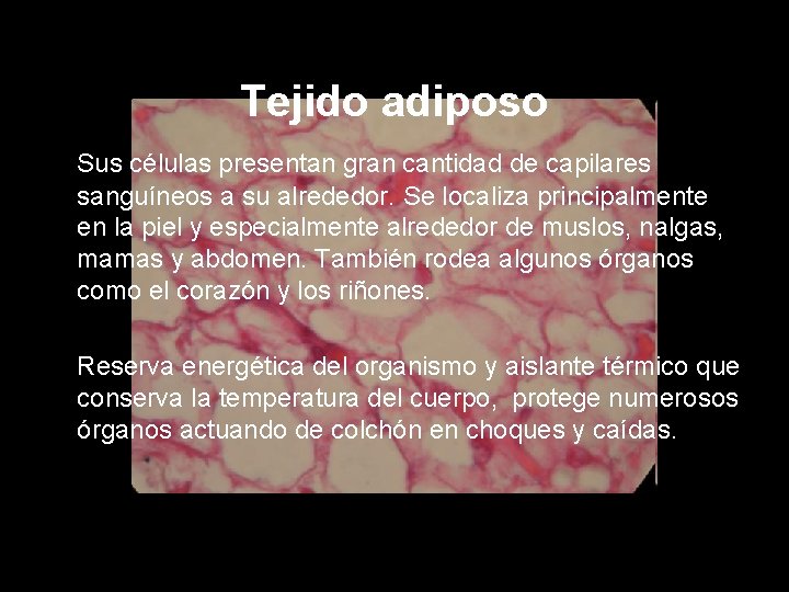 Tejido adiposo Sus células presentan gran cantidad de capilares sanguíneos a su alrededor. Se
