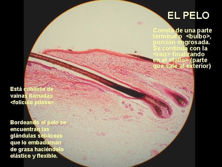 EL PELO Consta de una parte terminal o <bulbo>, porción engrosada. Se continúa con