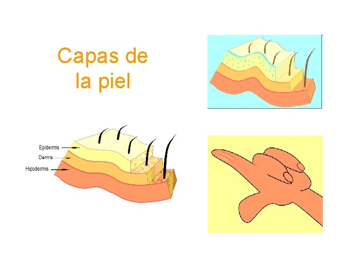 Capas de la piel 