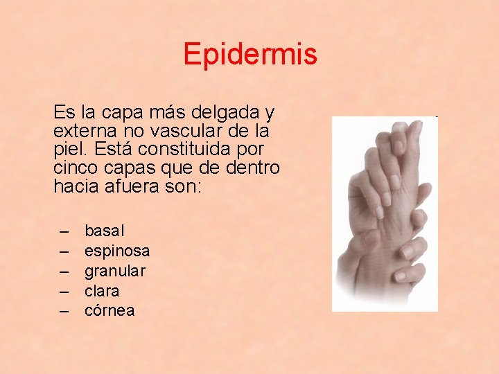 Epidermis Es la capa más delgada y externa no vascular de la piel. Está