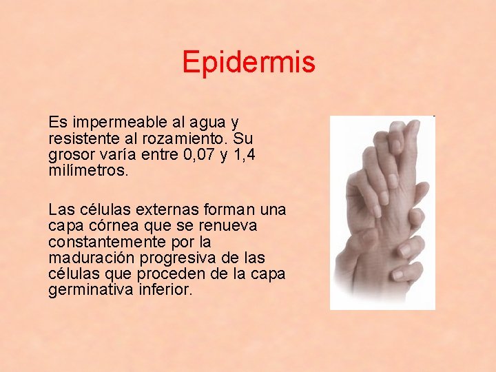 Epidermis Es impermeable al agua y resistente al rozamiento. Su grosor varía entre 0,