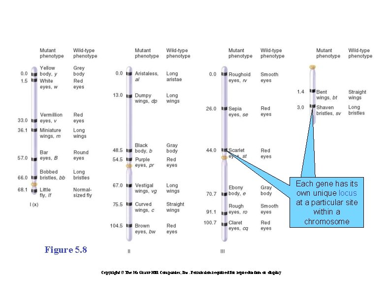 Each gene has its own unique locus at a particular site within a chromosome