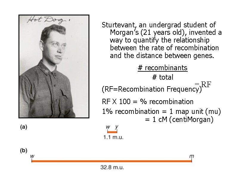 Sturtevant, an undergrad student of Morgan’s (21 years old), invented a way to quantify