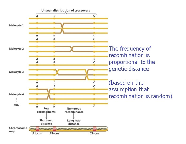 The frequency of recombination is proportional to the genetic distance (based on the assumption