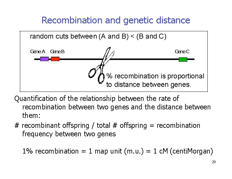 Recombination and genetic distance random cuts between (A and B) < (B and C)