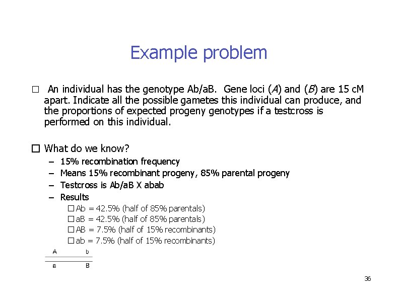 Example problem � An individual has the genotype Ab/a. B. Gene loci (A) and