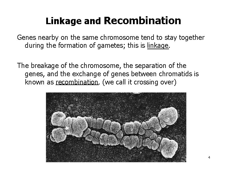 Linkage and Recombination Genes nearby on the same chromosome tend to stay together during