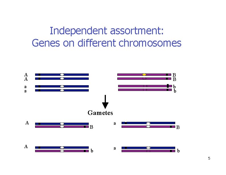 Independent assortment: Genes on different chromosomes A A a a B B b b