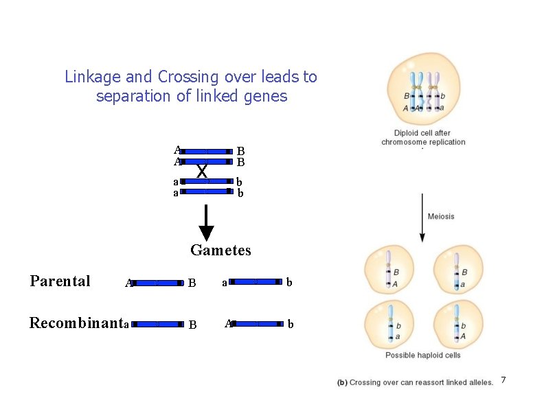 Linkage and Crossing over leads to separation of linked genes A A a a