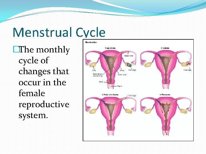 Menstrual Cycle �The monthly cycle of changes that occur in the female reproductive system.
