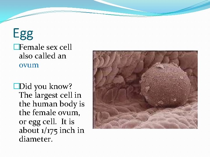 Egg �Female sex cell also called an ovum �Did you know? The largest cell