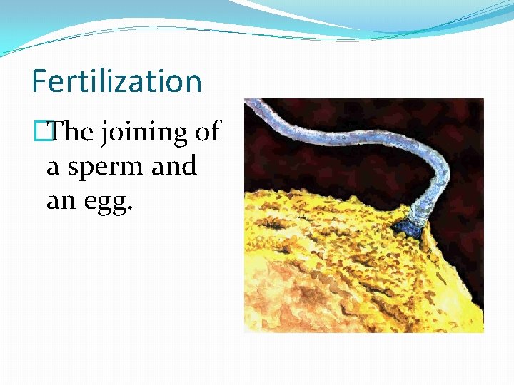 Fertilization �The joining of a sperm and an egg. 