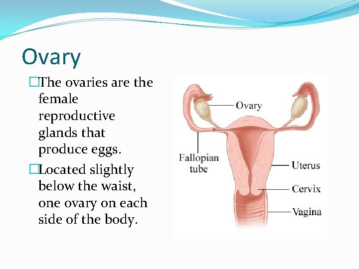 Ovary �The ovaries are the female reproductive glands that produce eggs. �Located slightly below