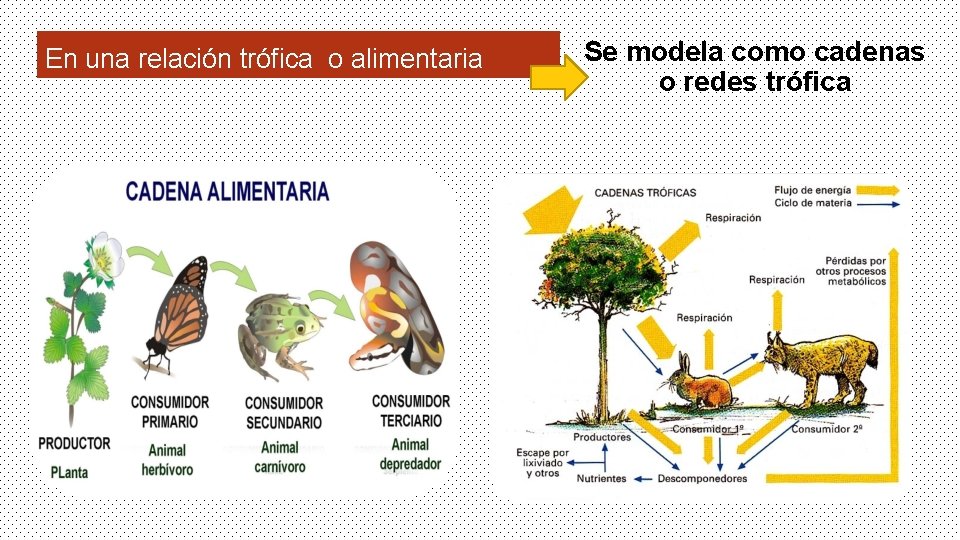 En una relación trófica o alimentaria Se modela como cadenas o redes trófica 