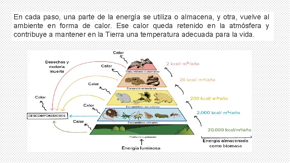 En cada paso, una parte de la energía se utiliza o almacena, y otra,