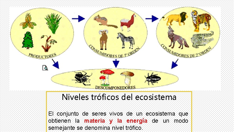 Niveles tróficos del ecosistema El conjunto de seres vivos de un ecosistema que obtienen