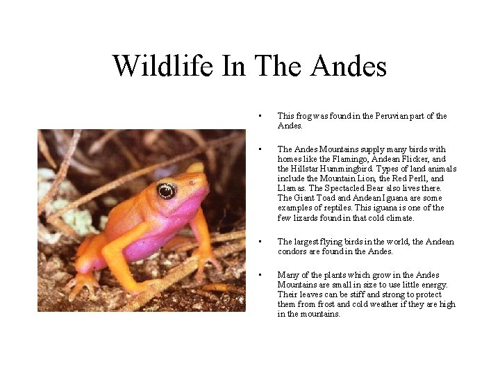 Wildlife In The Andes • This frog was found in the Peruvian part of